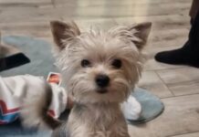 Немските овчарки на Йордан Лечков почти разкъсаха йоркширски териер