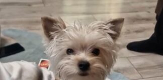 Немските овчарки на Йордан Лечков почти разкъсаха йоркширски териер