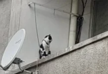 Пенсионерка държи котката си завързана с верига на балкон в Сливен