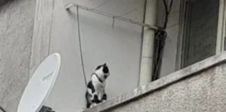 Пенсионерка държи котката си завързана с верига на балкон в Сливен