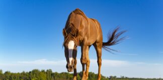 Може би нашата валута трябваше да се нарича „кон“