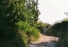 Черната пантера забелязана и във Варненско