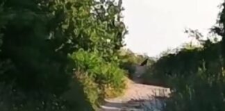 Ето го мистериозния звяр, който обикаля край Шумен /видео/