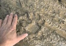 Черната пантера броди из горите на Североизтока поне от април, забелязана е първо в района на Исперих