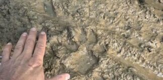 Черната пантера броди из горите на Североизтока поне от април, забелязана е първо в района на Исперих