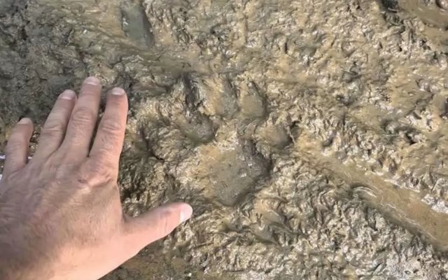 Пантерата която издирват край Шуменското плато от петък сутрин е