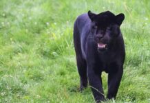 Архитект се натъкна на черната пантера отново в Шуменското плато