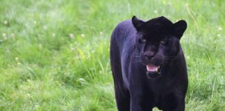 Архитект се натъкна на черната пантера отново в Шуменското плато