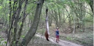 Мъж тича с кучето си покрай примамка за черната пантера. МВР: Опасно е!