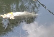 Мъртва риба изплува от Марица и притесни местните рибари