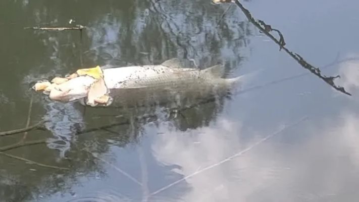 Мъртва риба във водите на река Марица близо до пловдивското