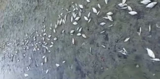 Стотици умрели риби в язовир „Копринка”