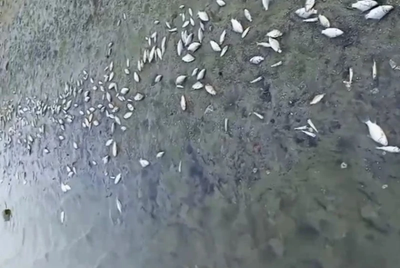 Стотици умрели риби се появиха в язовир Копринка Нивото на