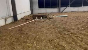 фабрика, момково