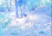 Местната власт даде зелена светлина за отстрел на дивото животно край Тутракан