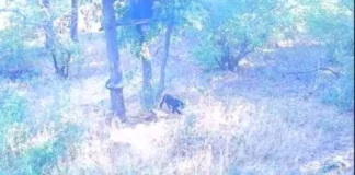 Местната власт даде зелена светлина за отстрел на дивото животно край Тутракан