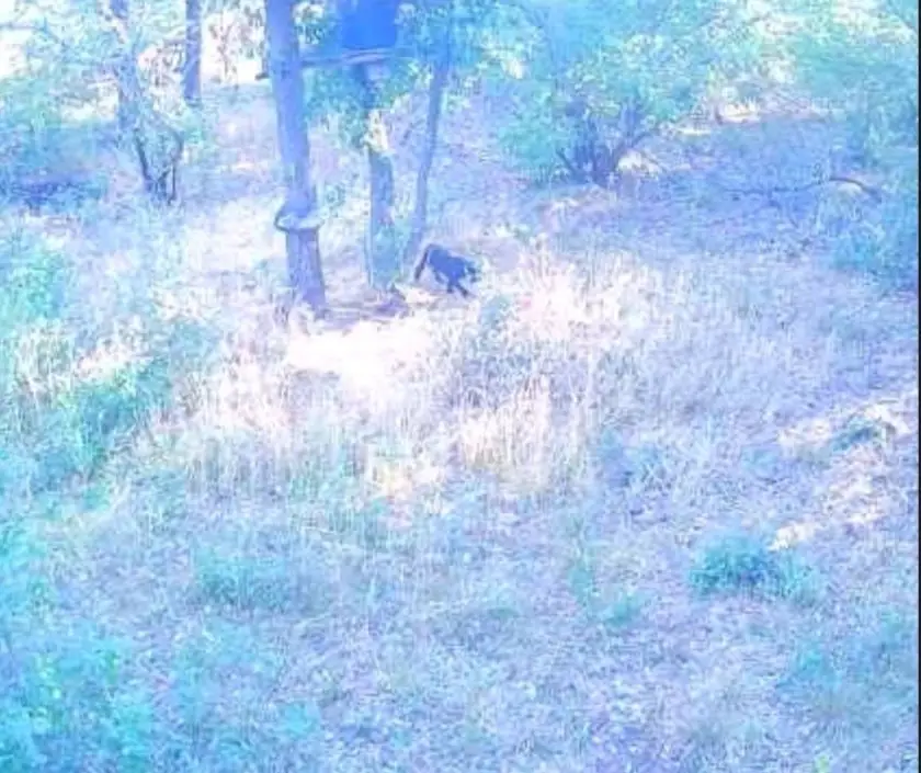 Животно което в продължение на месеци се превърна в митологичен