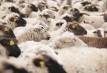 42 са огнищата с шарка по овце и кози в Пловдивско, пламнаха Садово, Раковски и Асеновград