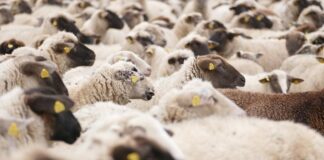 42 са огнищата с шарка по овце и кози в Пловдивско, пламнаха Садово, Раковски и Асеновград