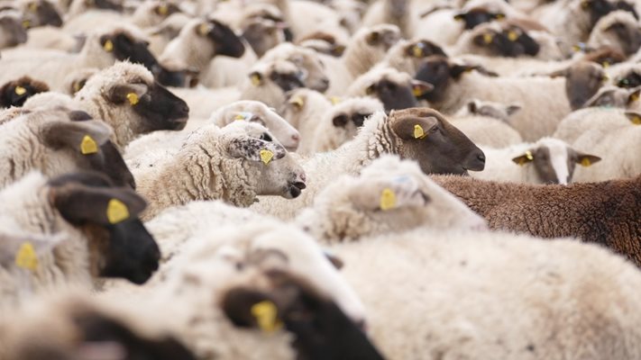 След общините Първомай и Марица още в три пламнаха огнища