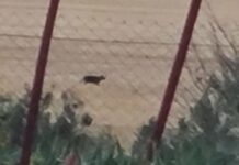 Черната пантера приближи къщи във варненско село