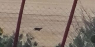 Черната пантера приближи къщи във варненско село