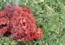 Загадката от Якоруда е изяснена, но мистериозната черна пантера все още не е заловена