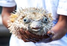 В Черно море се появи опасна силно отровна риба (Видео)