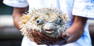 В Черно море се появи опасна силно отровна риба (Видео)