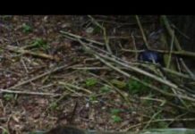 Мечета опустошиха пчелини край град Шипка