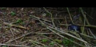 Мечета опустошиха пчелини край град Шипка