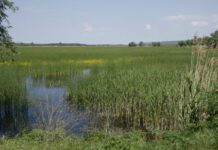 Пожар в защитена местност край Тутракан, дом на най-голямата колония къдроглави пеликани