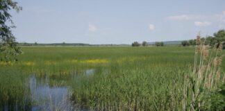 Пожар в защитена местност край Тутракан, дом на най-голямата колония къдроглави пеликани