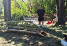 Дървото, убило възрастен мъж в Пловдив, било здраво, не са подавани сигнали за него