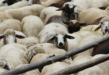 Потвърден случай на антракс в село Славяново, предприемат спешни мерки