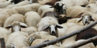 Потвърден случай на антракс в село Славяново, предприемат спешни мерки