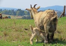 Ново огнище на шарка по овцете и козите в Свиленградско