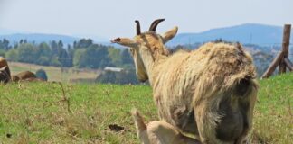 Огнище на син език в габровското с. Пенковци