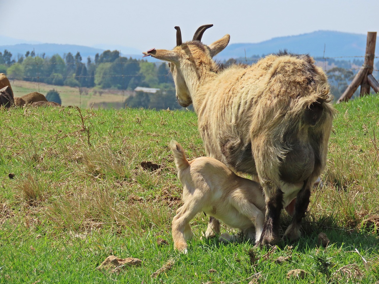 Огнище на шарка по овцете и козите е установено в