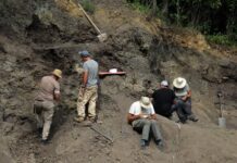 Откриха кости на динозаври край Трън