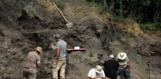 Откриха кости на динозаври край Трън