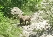 Мечка и двете ѝ малки слязоха в района на водопад Сучурум
