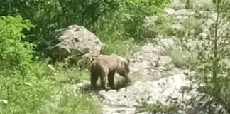 Мече потроши три кошера до вилата на Валя Балканска