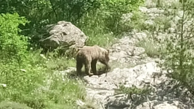 Кафява мечка и двете ѝ малки слязоха в района на