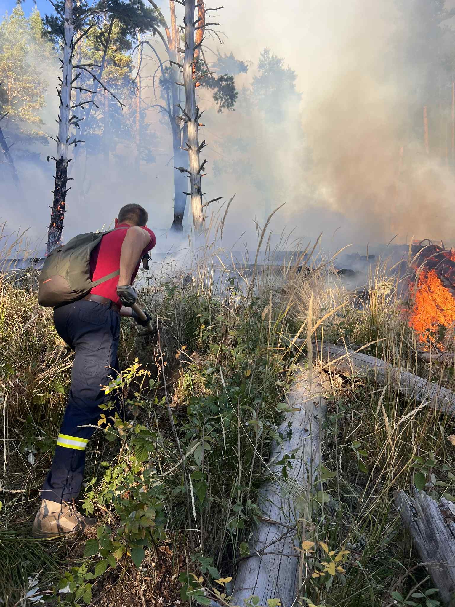 Щетите след пожара в Пирин който пламна на 25 юли