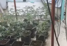 Столични антимафиоти разбиха банда наркодилъри