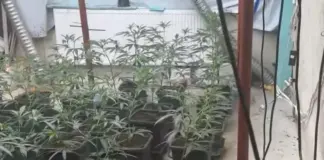 Столични антимафиоти разбиха банда наркодилъри