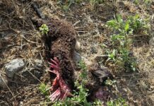 Мечка стръвница уби 4 агнета в манастира край Сопот