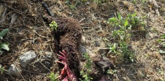 Мечка стръвница уби 4 агнета в манастира край Сопот