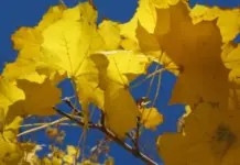 Слънчево с температури до 23 градуса днес